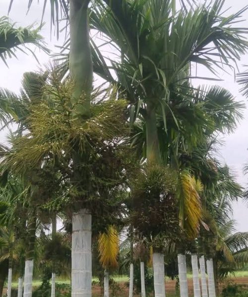 WhatsApp Image 2025-08-30 at 10.13.06 AM